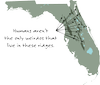 Sand Skinks — Friends of the Wekiva River