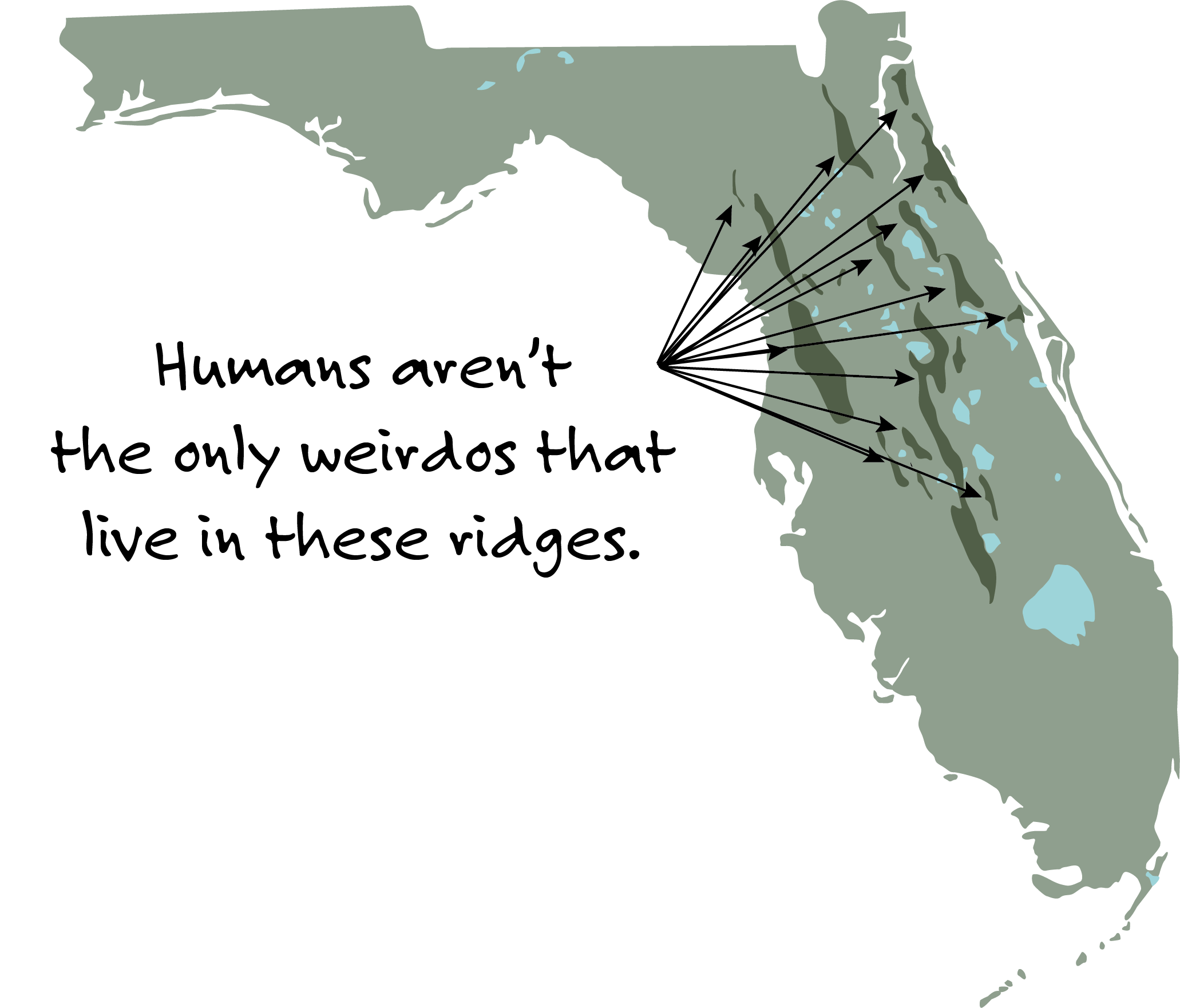 Sand Skinks — Friends of the Wekiva River