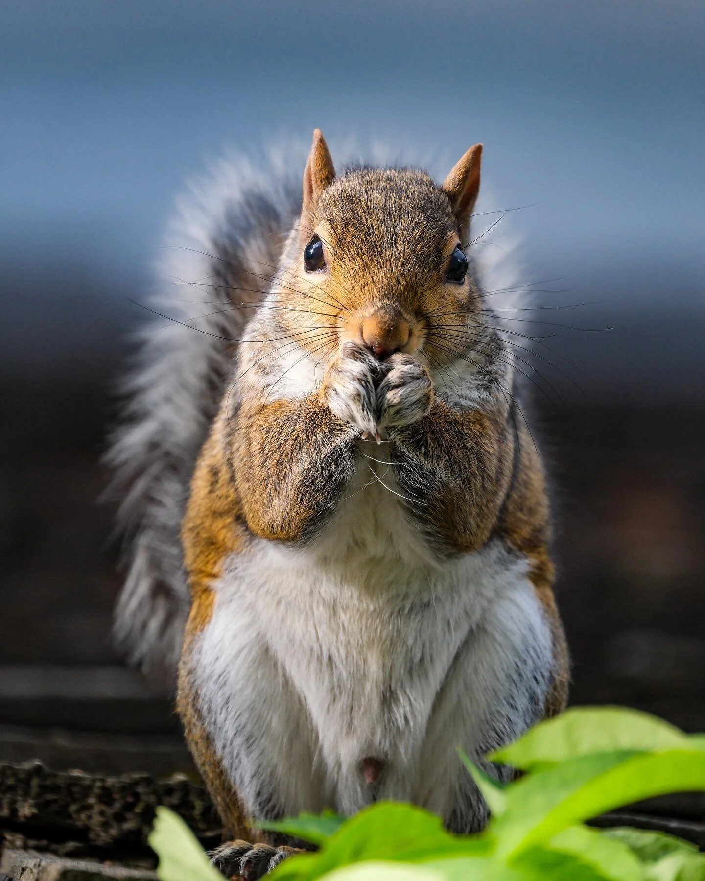 This guy taunts our dog nonstop.  I can't stand him.  It's not exactly the country here so I had to shoot him with a camera instead. 🤣

#fujifilmxt5 #fujinon100400 @fujifilmx_us