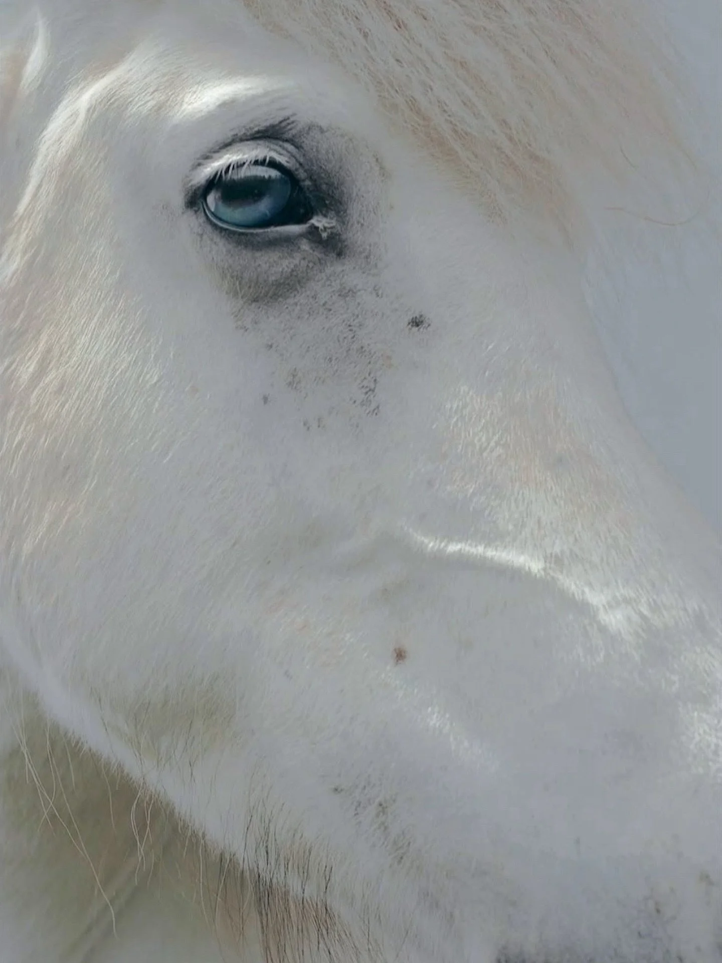 Horses are oracles.

&ldquo;Horses can lead people to secret springs of lost knowledge, and they&rsquo;re fully capable of carrying the living dead, those lobotomized by the current paradigm, to a hidden realm of emotional and creative vitality, a ki