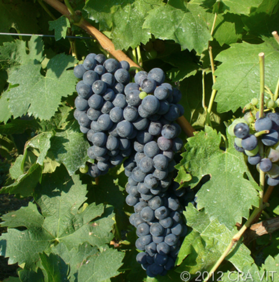 Carignano