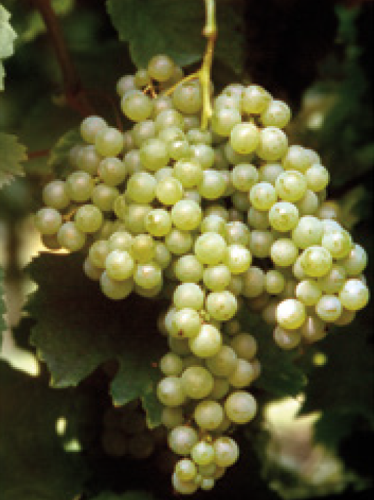 Malvasia Bianca di Candia