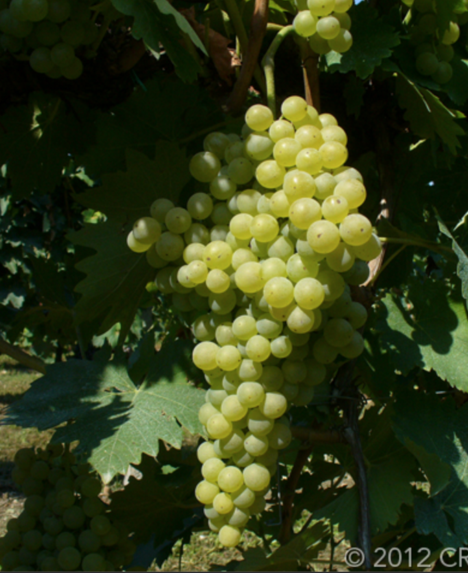 Malvasia Bianca