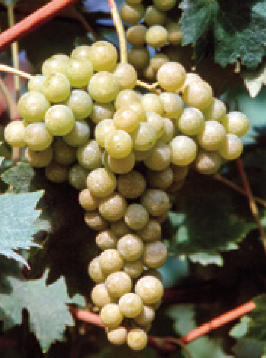 Malvasia di Candia Aromatica