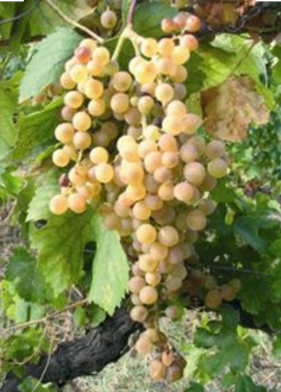 Malvasia di Lipari