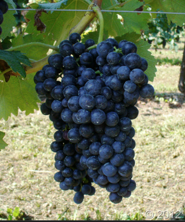 Malvasia Nera di Brindisi