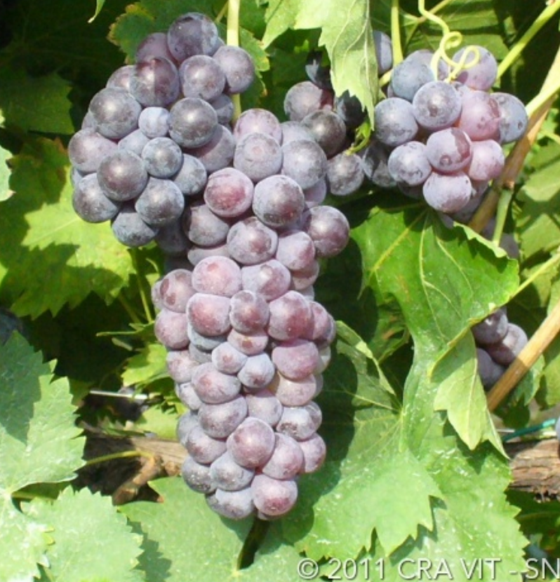 Malvasia Nera Lunga