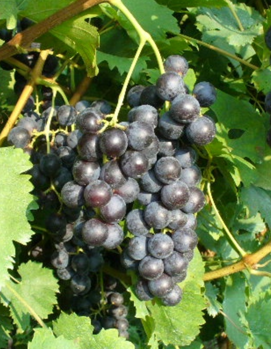 Moscato Nero di Acqui