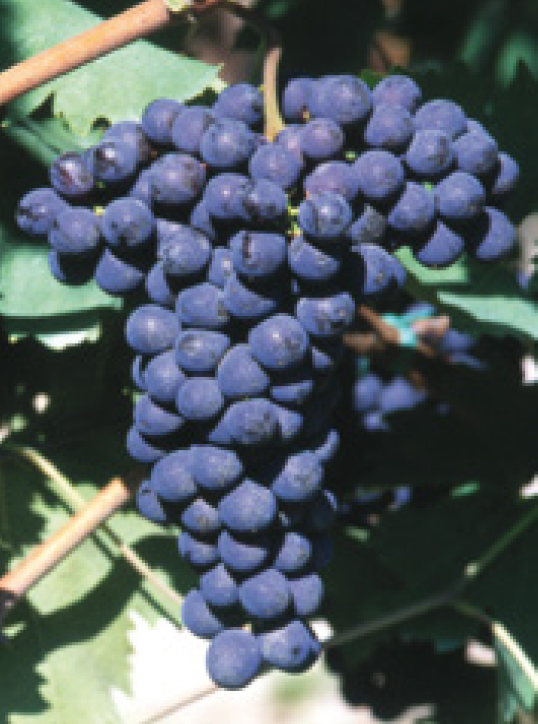 Sangiovese