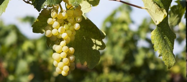 Trebbiano Abruzzese