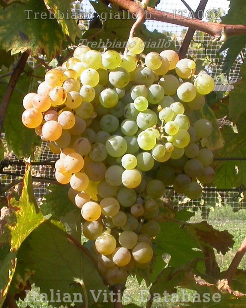 Trebbiano Giallo