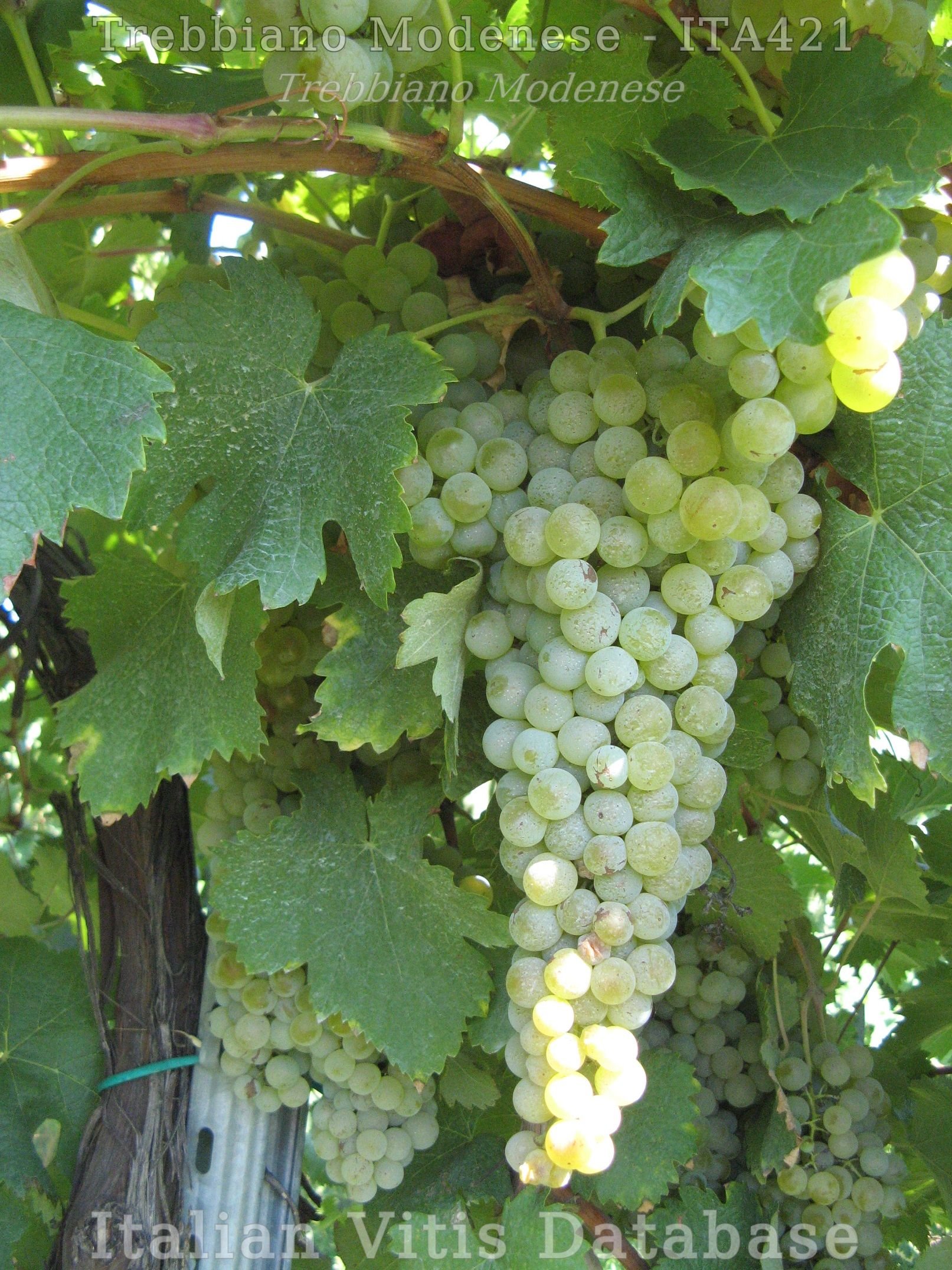 Trebbiano Modenese