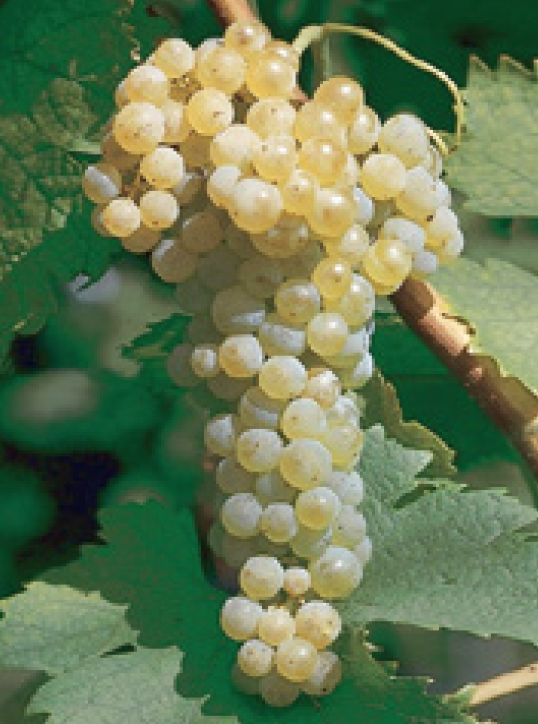 Trebbiano Toscano