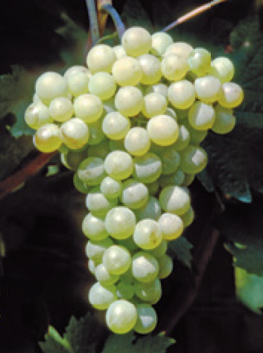 Vermentino