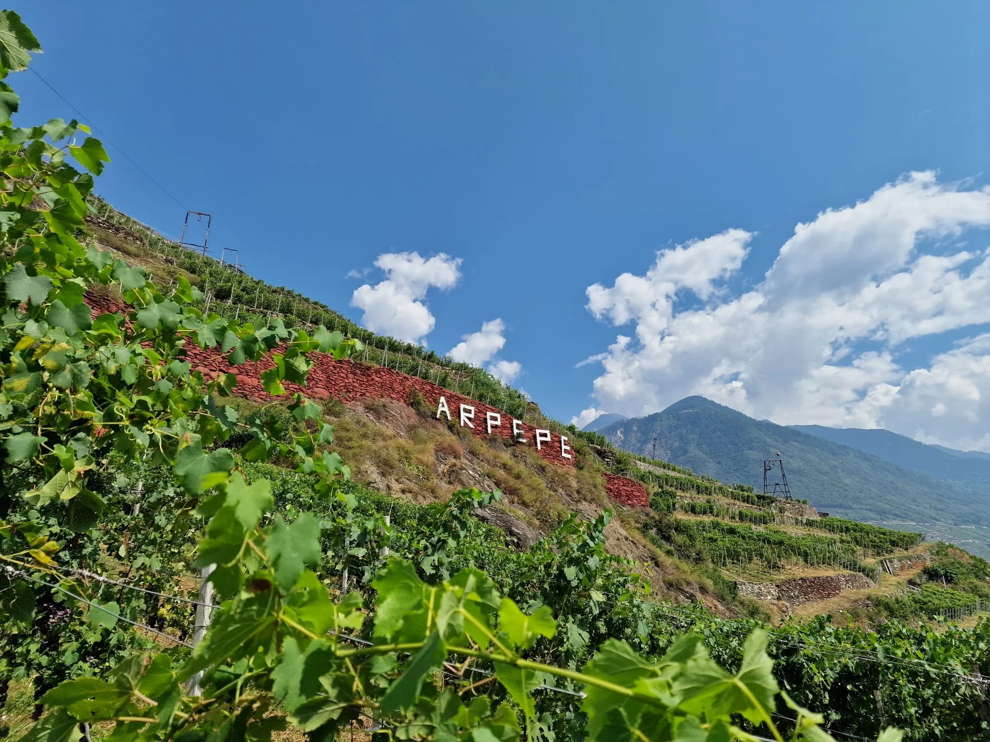 ARPEPE, Finally, I fell in Love with Nebbiolo!