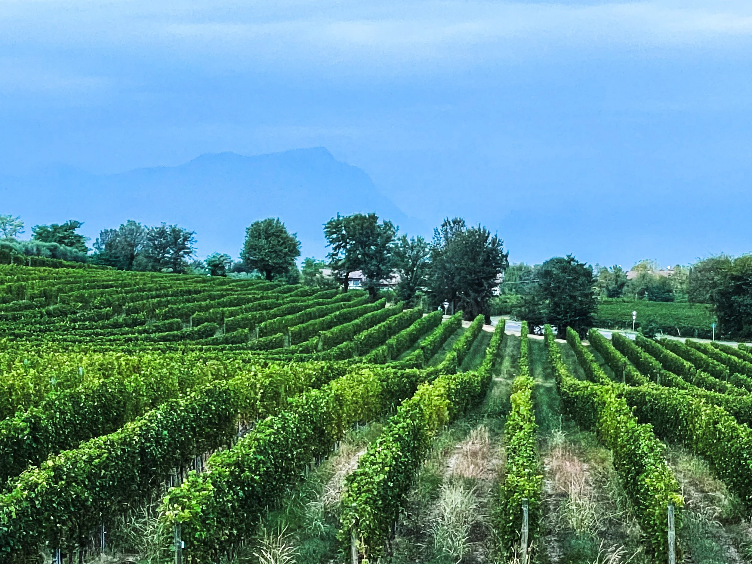 The forest beneath the vines: A once-feared lakeside wilderness now yields whites worth waiting for