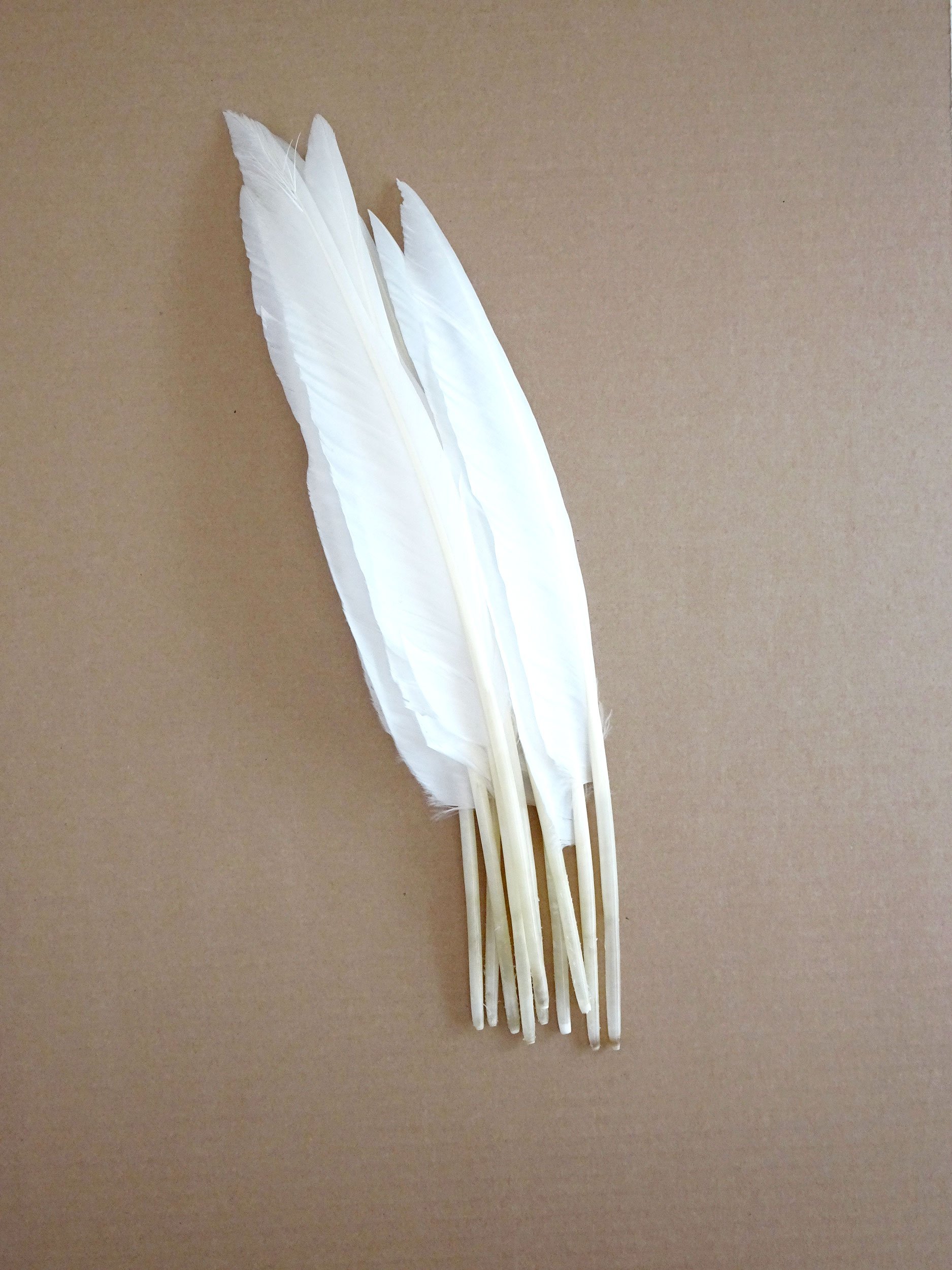i-401-uncured-quills-10-bunched.jpg