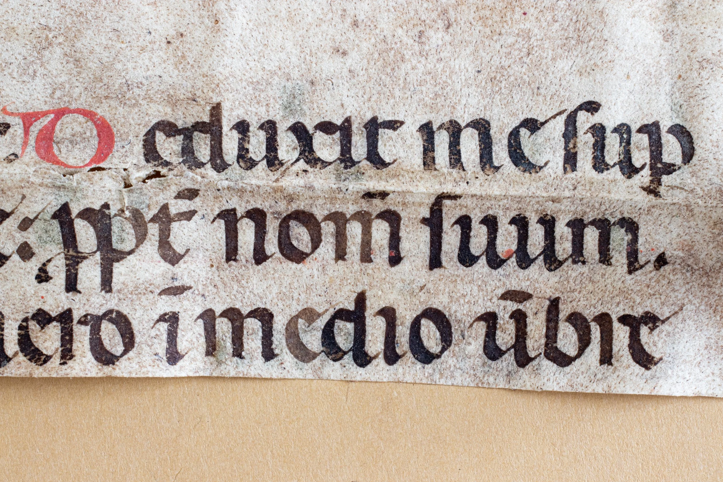 EC_gothicFrag_-8293 copy.jpg