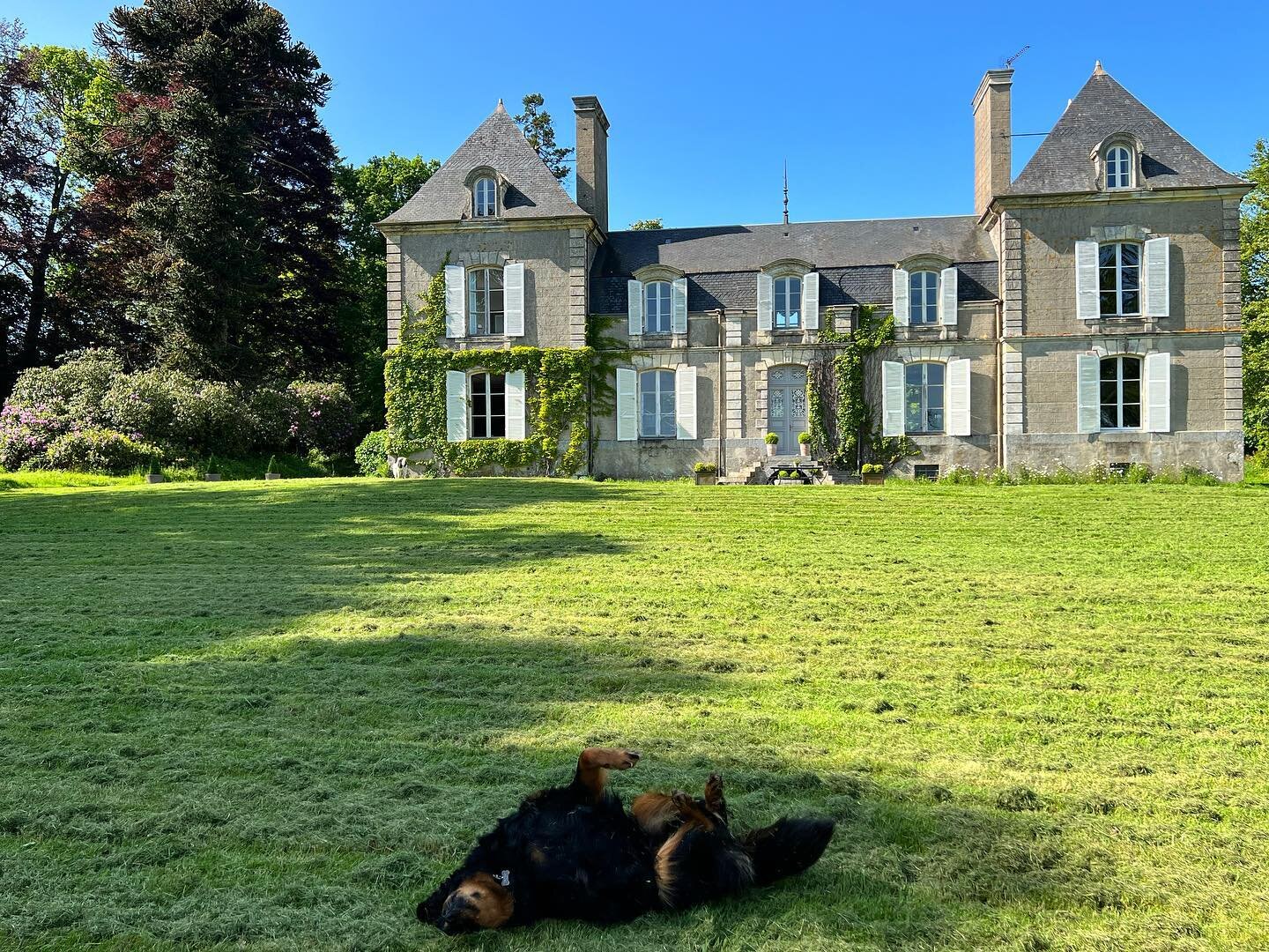 Enzo rolling in the freshly cut grass on a perfectly spectacular day. It certainly smells much better than his usual preference: Fox poop 🦊
.
.
.
#dogsofinstagram #rescuedog #tripoddog #chateau #chateaurestoration #cotesdarmor #bretagne #fox #ourfre