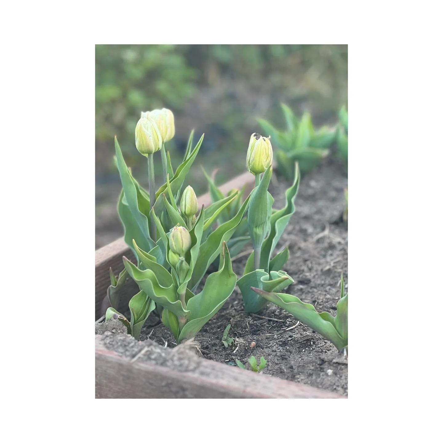 Spring days on the farm