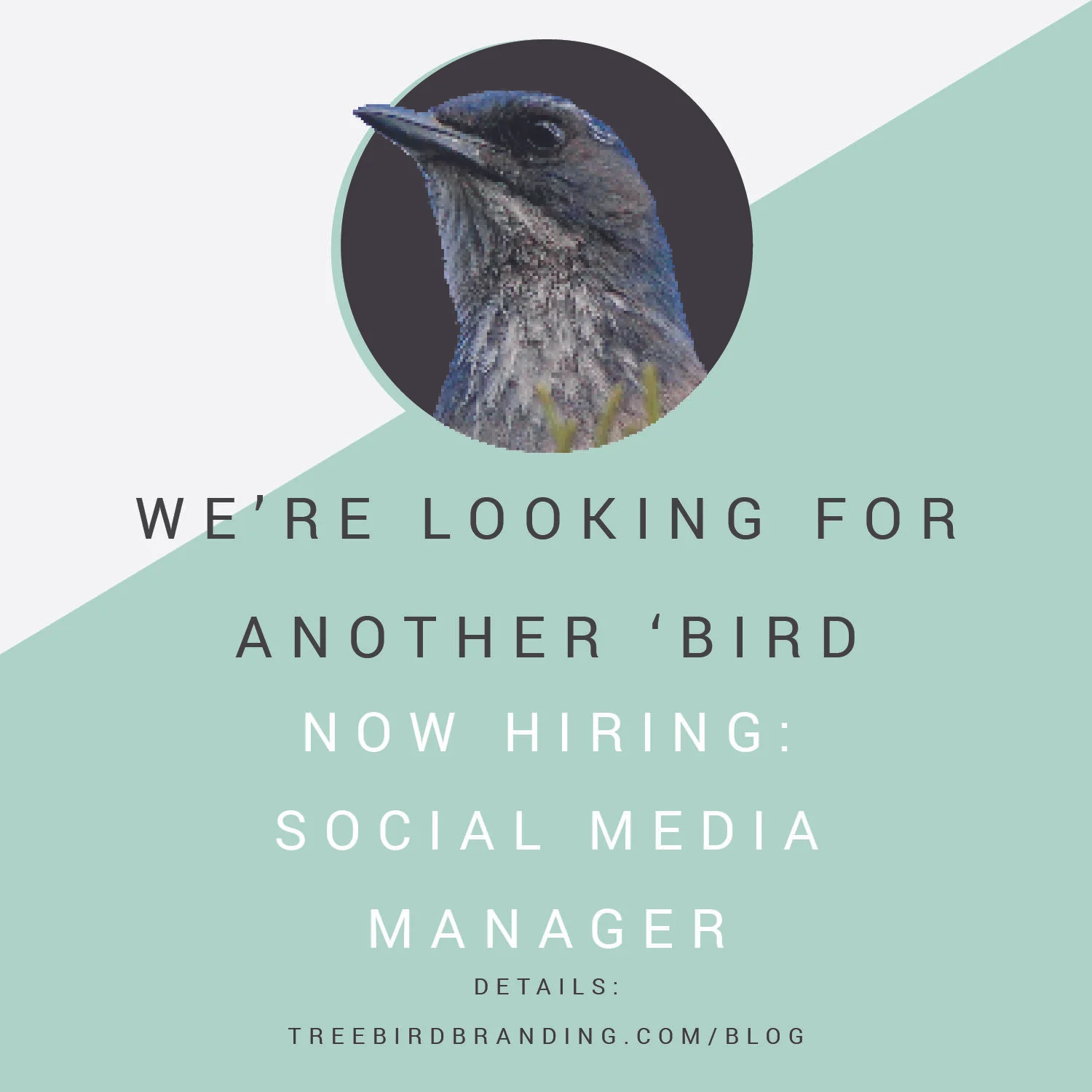 We're Hiring: Social Media Manager