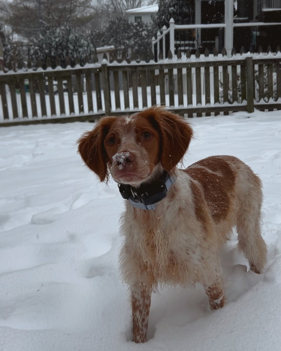 Love a good snow day ☃️🐶😇