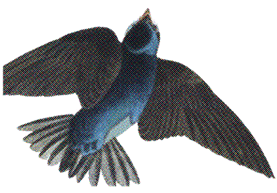 A flying hummingbird with outstretched wings and a long beak, captured in mid-flight against a black background.