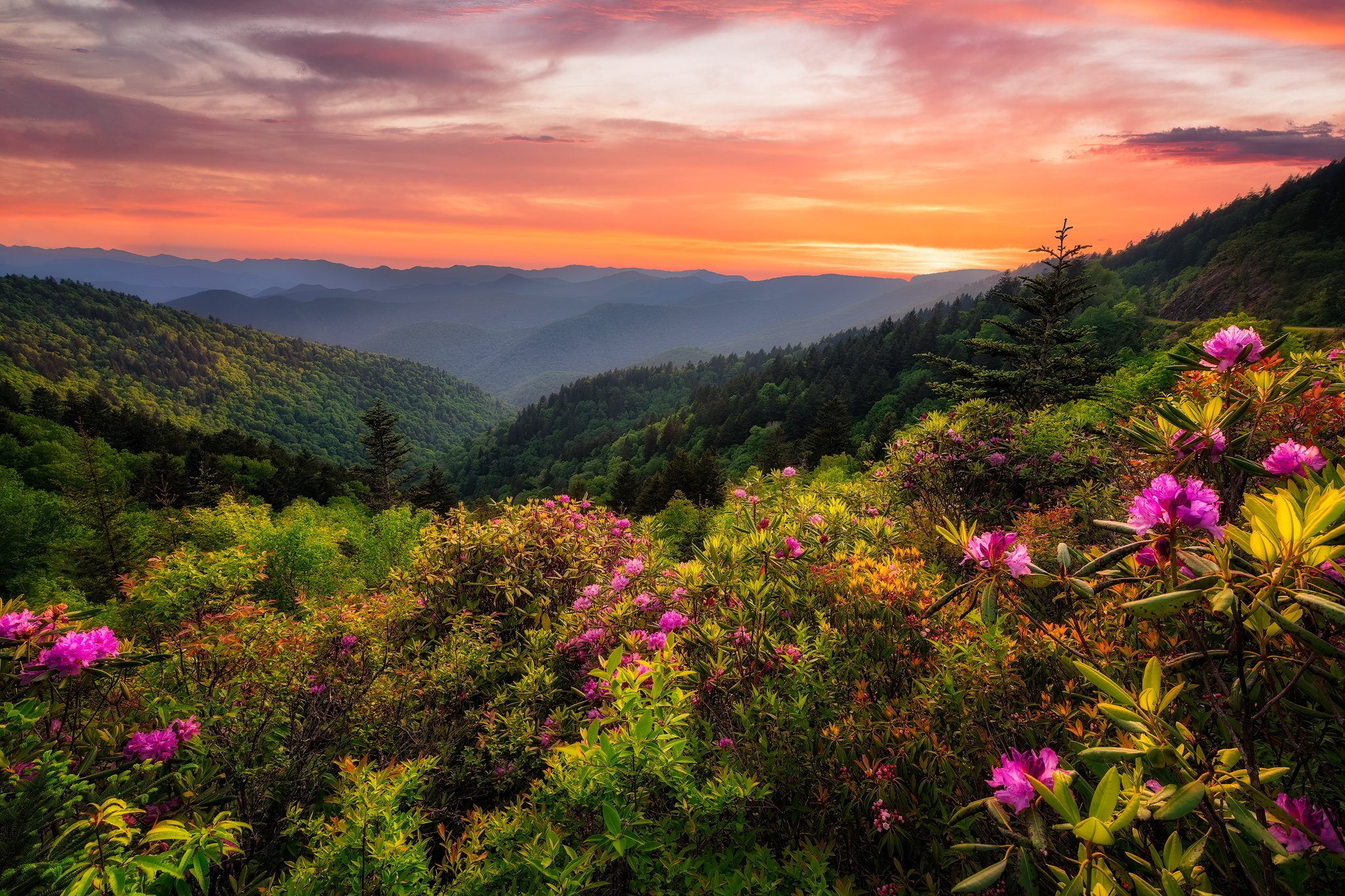 Richland-Balsam-3 copy.jpg