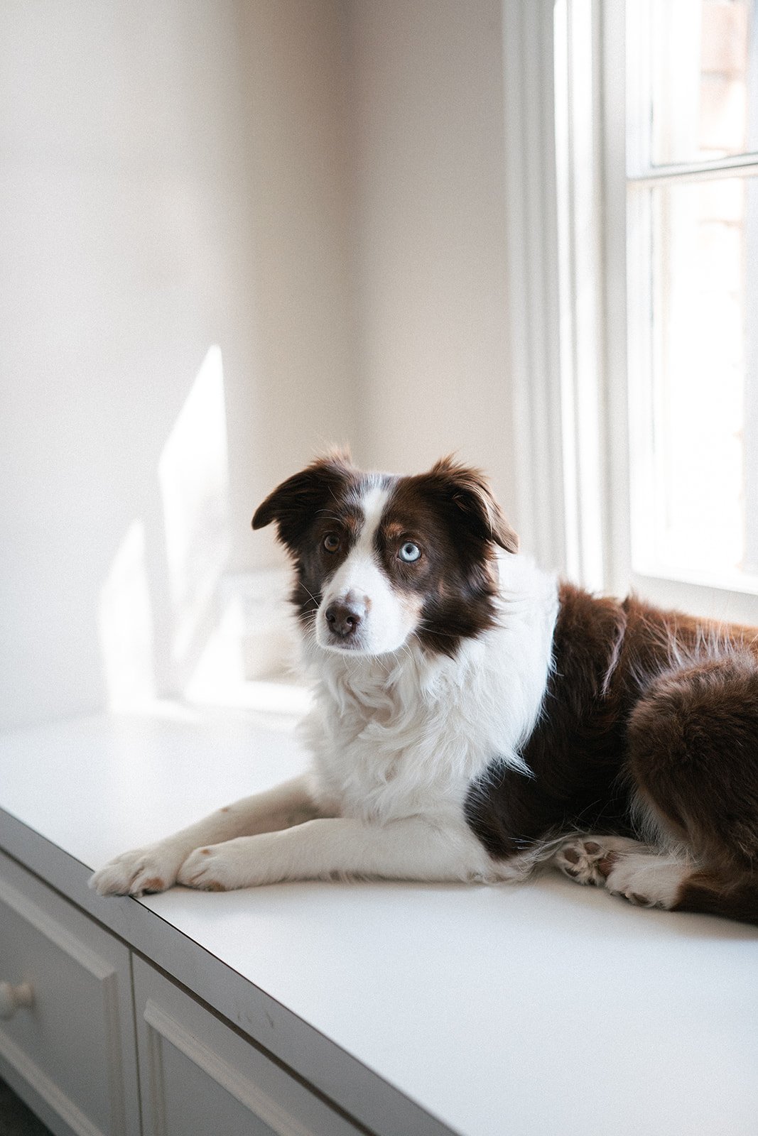 Scarlett Unofficial Therapy Dog- Dr. Lauren Volpei - Psychological & Consulting Services