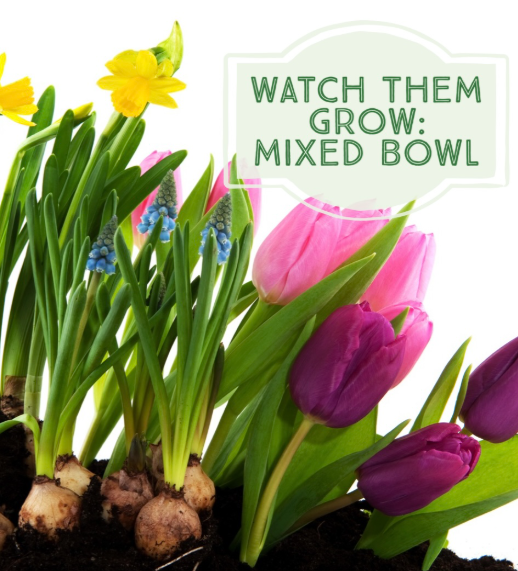 Blooming Spring Bulb Garden- January 31, 2026 ~ 11am