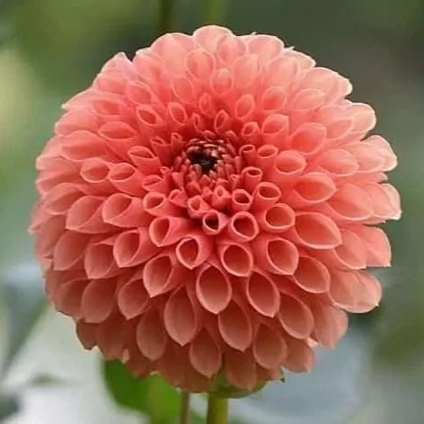 Jowey Linda - Dahlia Tuber