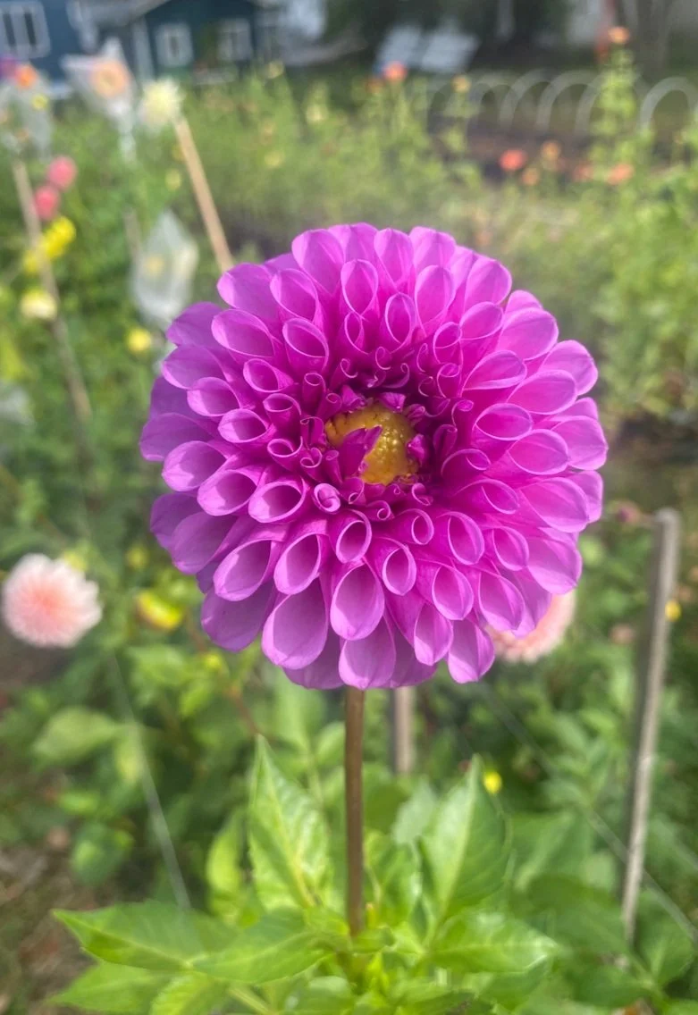 Robann Royal - Dahlia Tuber