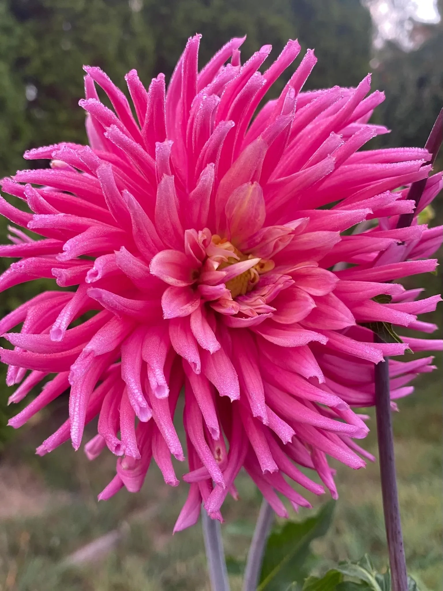 Holly Hill Karen Lee - Dahlia Tuber