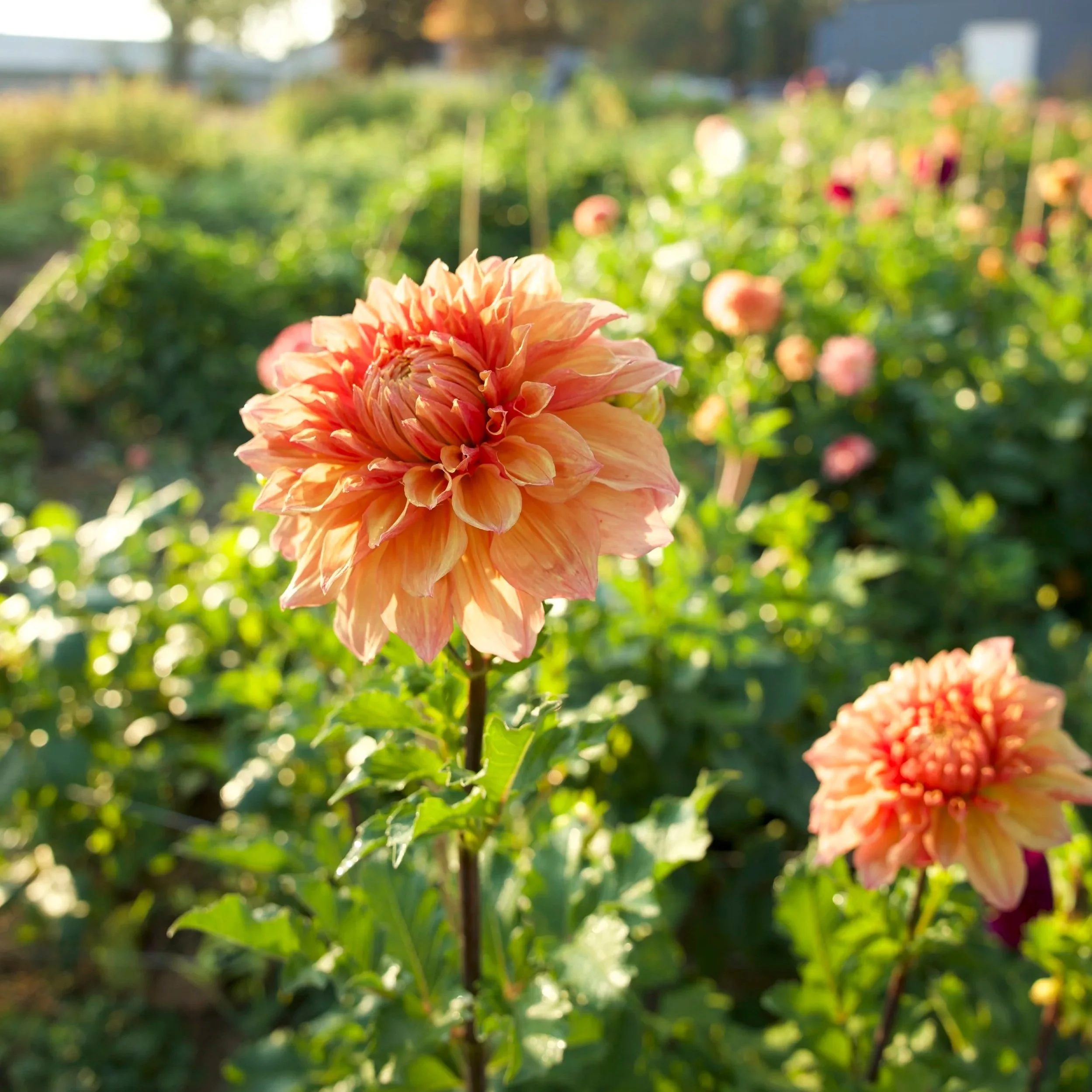 Ben Huston - Dahlia Tuber