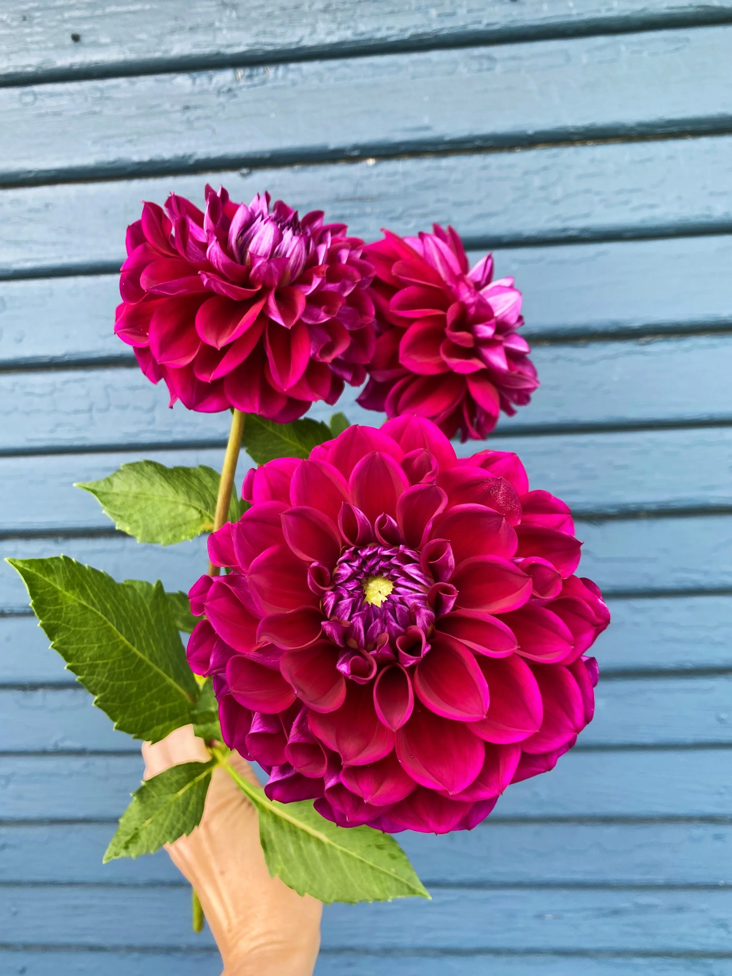 Diva - Dahlia Tuber