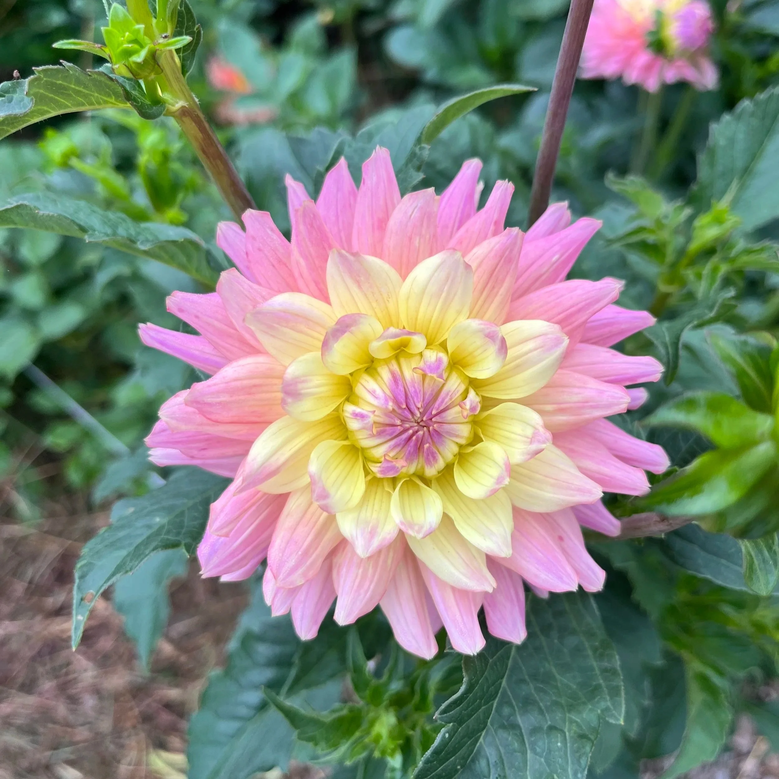 Foxy Lady - Dahlia Tuber