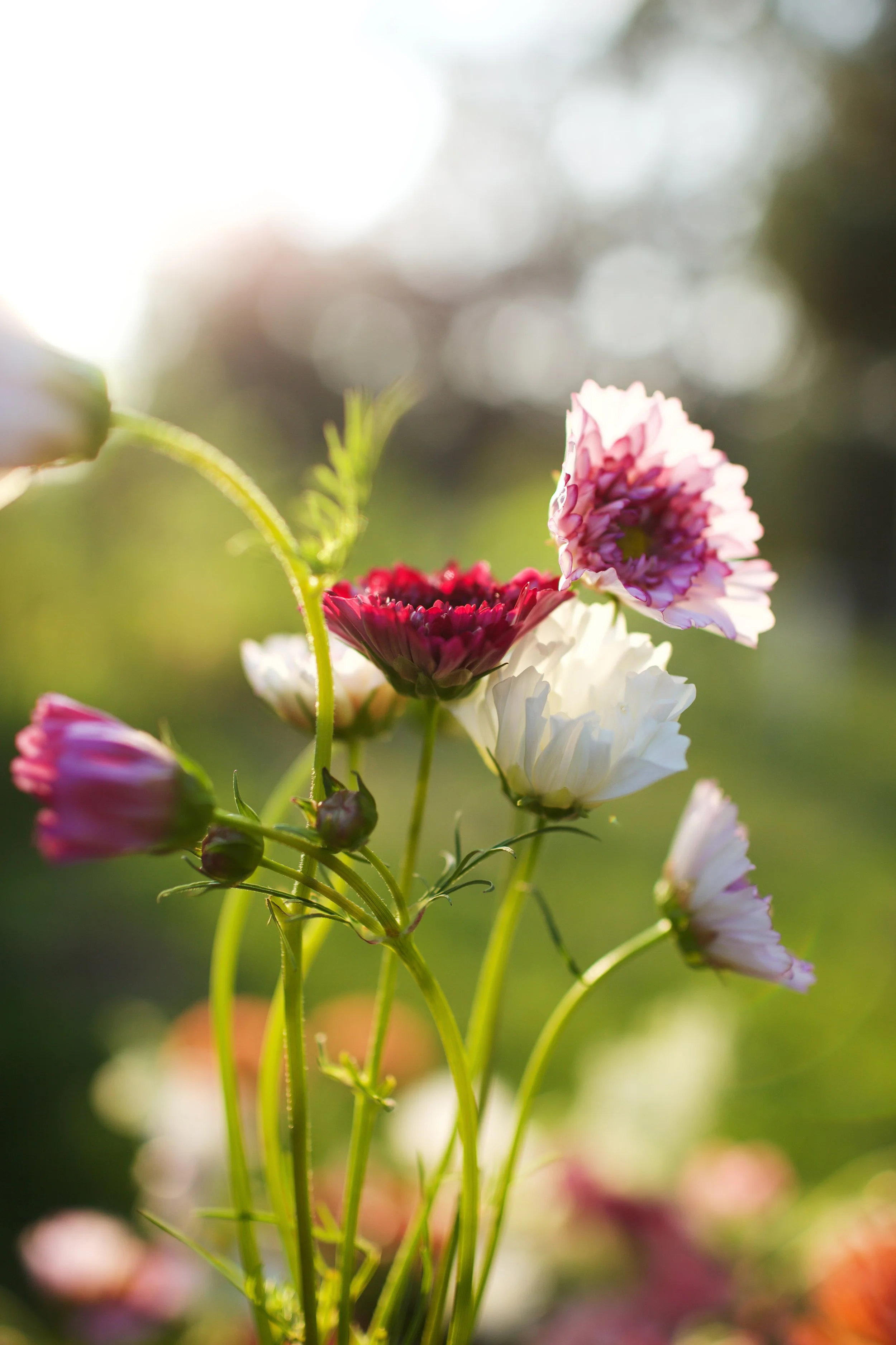 IMG_2594.CR2 (1).jpg