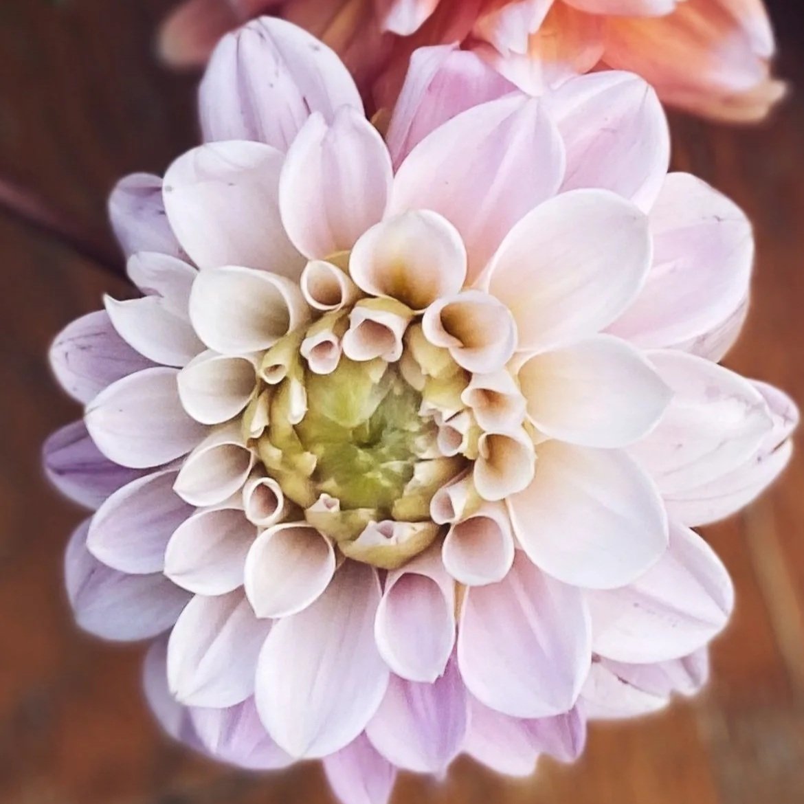 Sweet Natalie - Dahlia Tuber