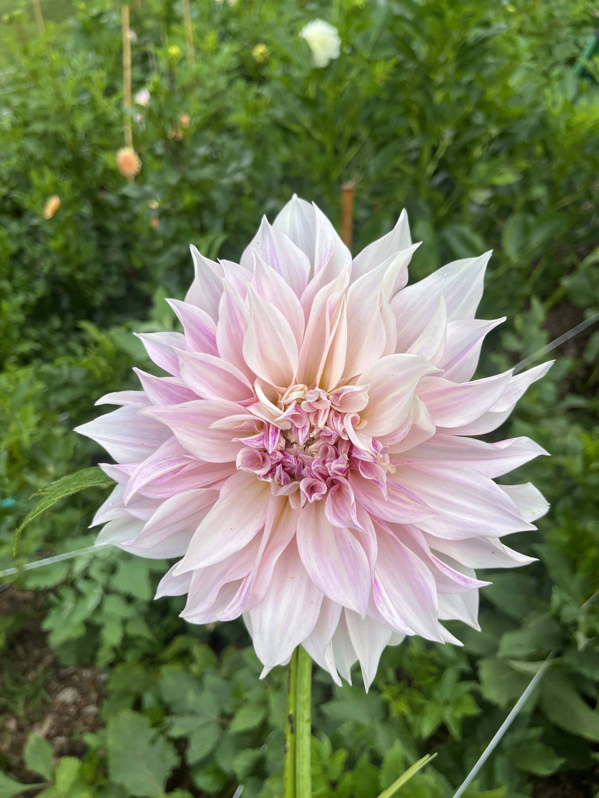 Cafe Au Lait - Dahlia Tuber