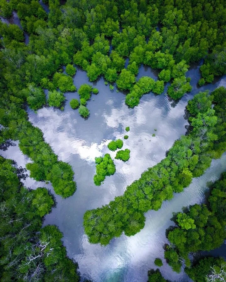 Heart shaped mangroves 💙💚

----------------------------------
Location : Palawan, Philippines
Camera : Dji Mavic 2 Pro
----------------------------------- 
#landscape #lostocean #philippines #palawan #elnido #amazingearth #mangroves  #wondermore #d