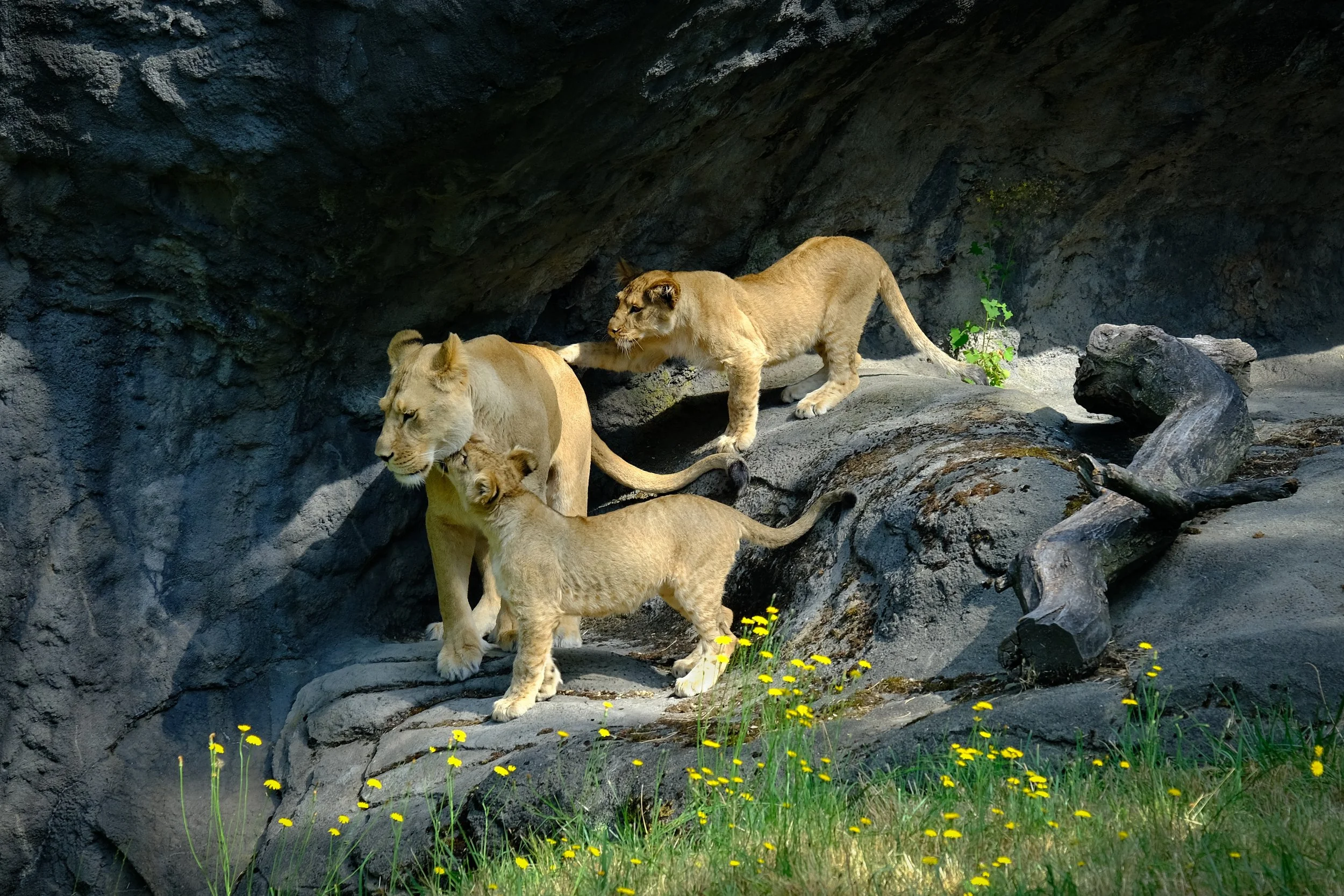 Lion Family Connecting.jpeg
