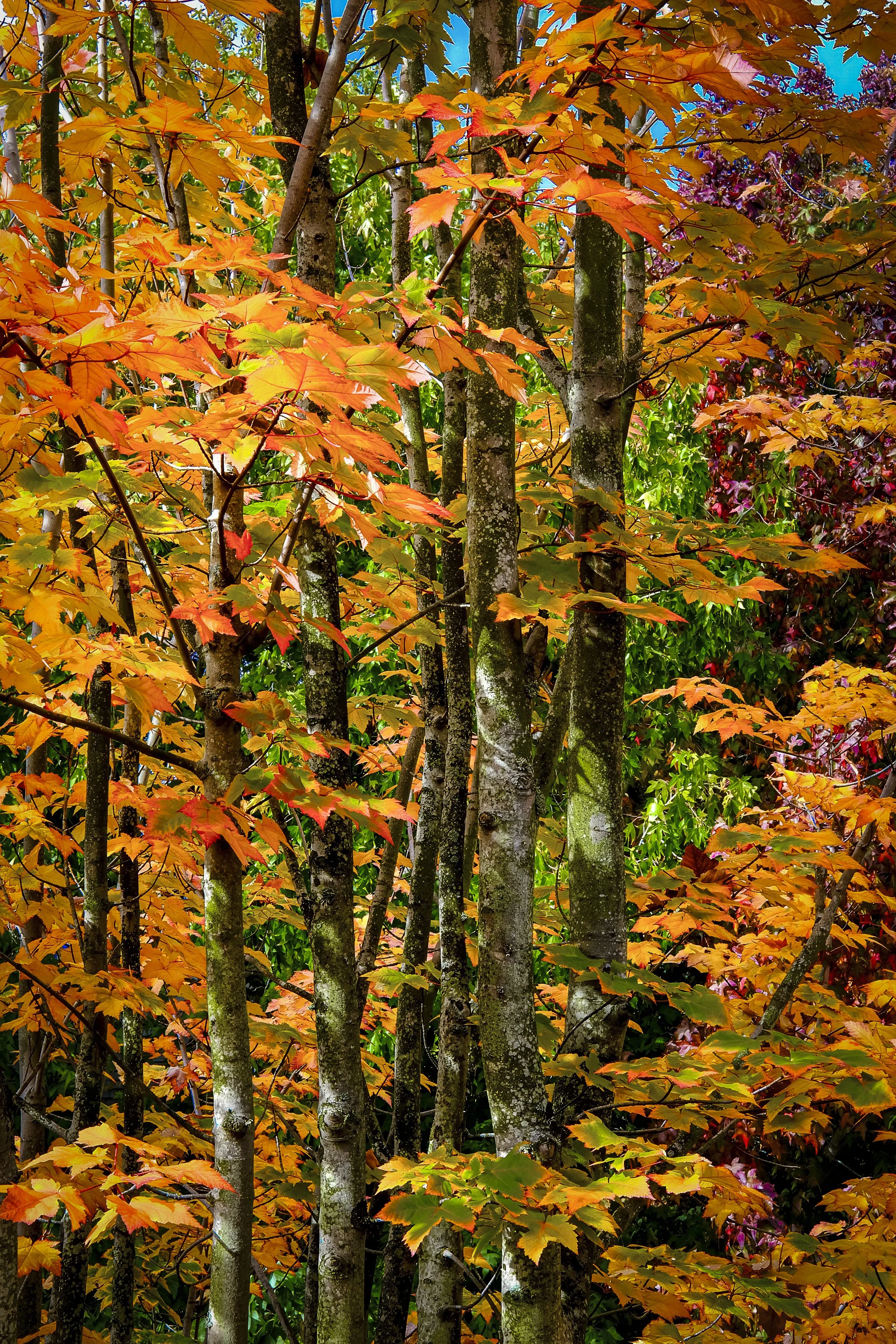 Working Fall Leaves.jpg