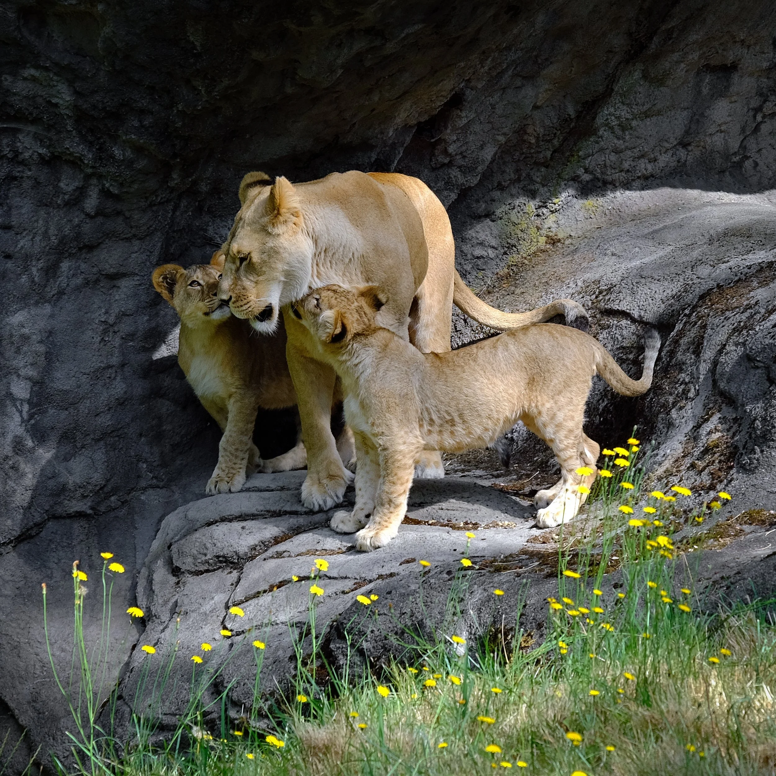 Lion Kisses.jpeg