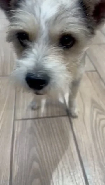 Mexico-Pet-Adoption-dog.jpeg