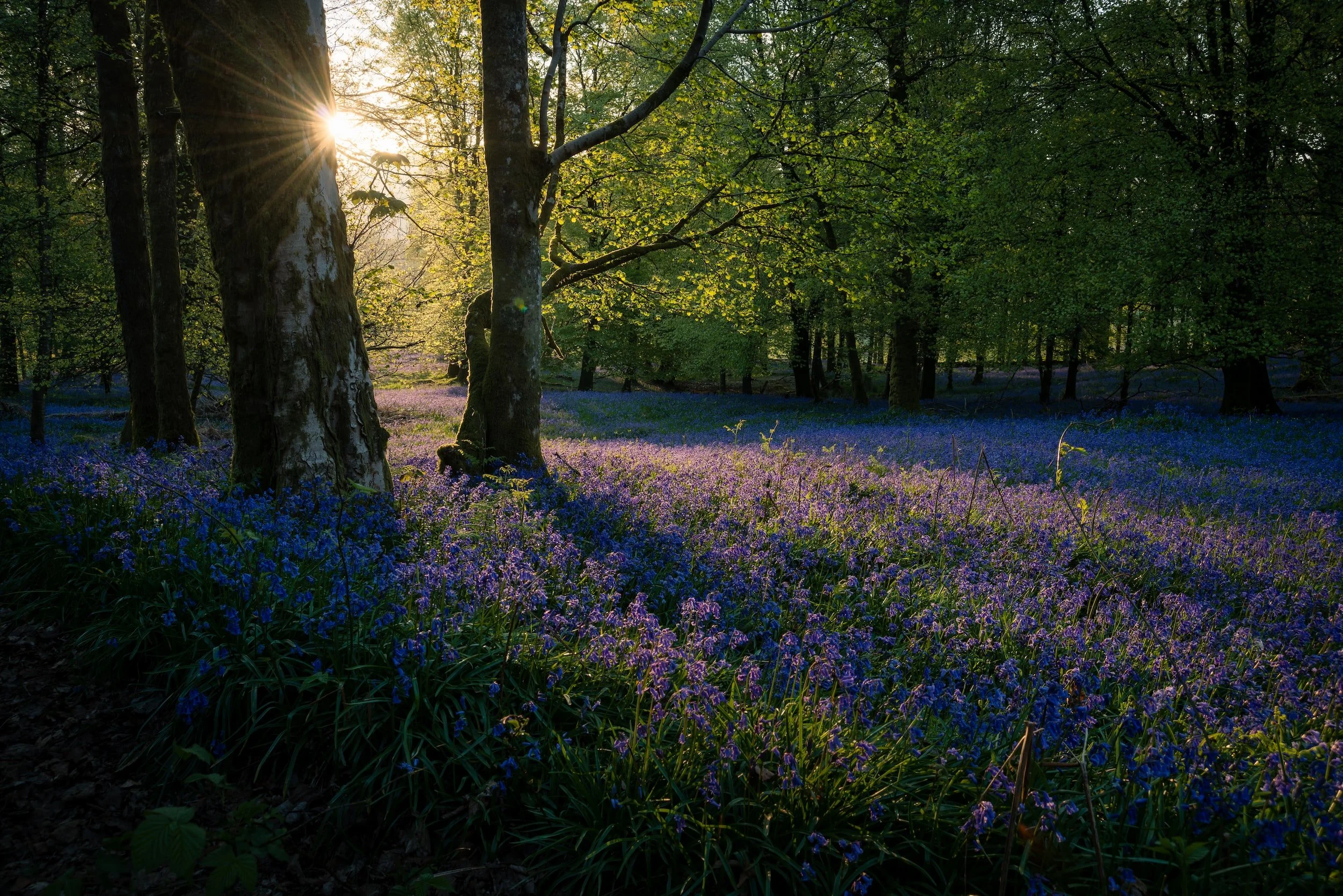Deadly Drabble Tuesday: “Beneath the Bluebells, Laughing” by Melissa Pleckham