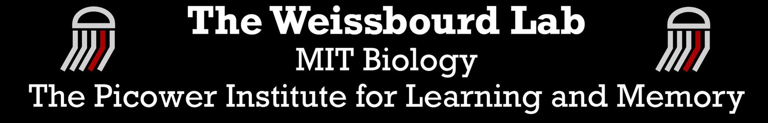 Weissbourd Lab | MIT Biology and The Picower Institute for Learning and Memory