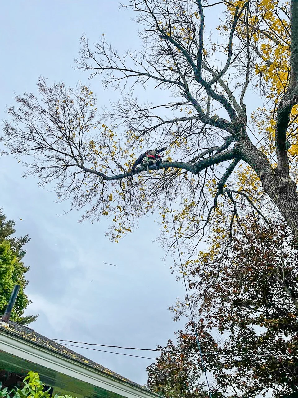 Climbing Tree Service