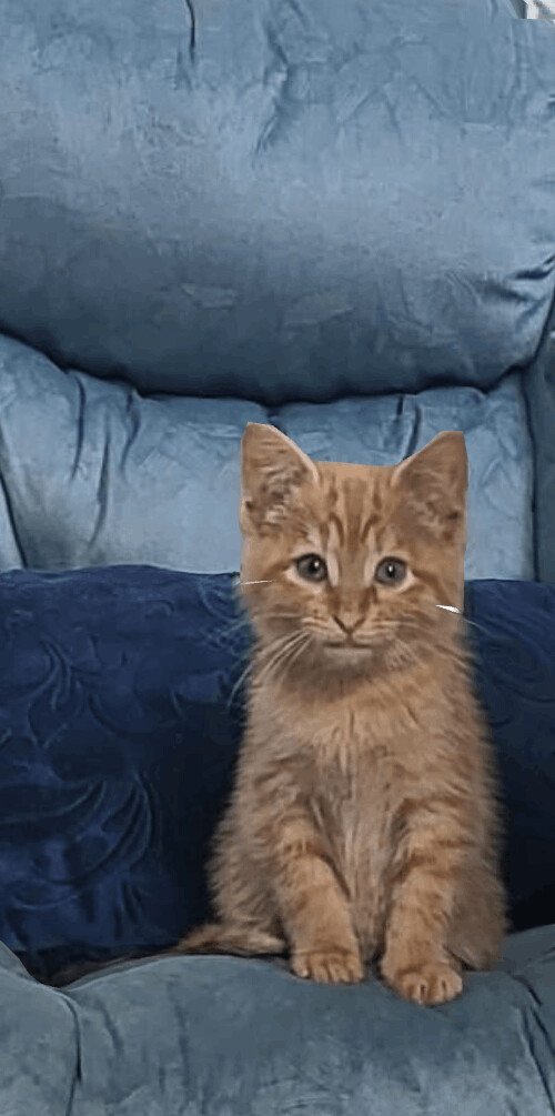 Shere Khan, Gallery_CARI_1.jpeg