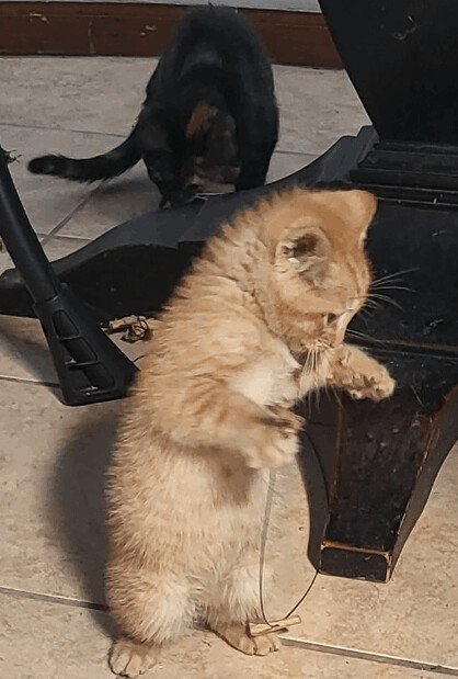 Shere Khan, Gallery_CARI_3.jpeg