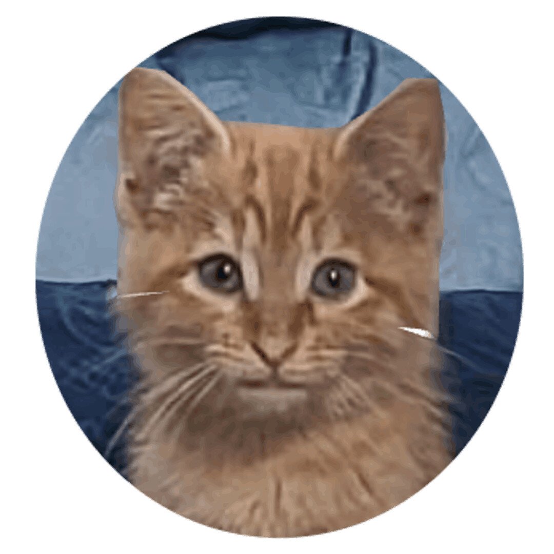 Shere Khan, Gallery_CARI_5.jpeg